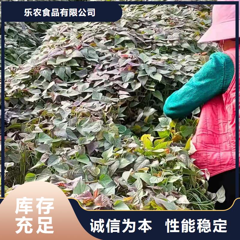 【紫薯苗羽衣甘蓝粉适用范围广】