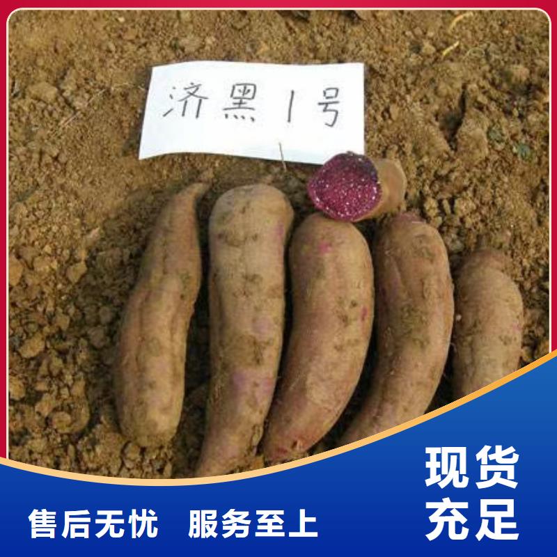 羽衣甘蓝粉视频-羽衣甘蓝粉(乐农)覆盖地域四川省阿坝市黑水|九寨沟|攀枝花|德阳|南充|巴中|成都