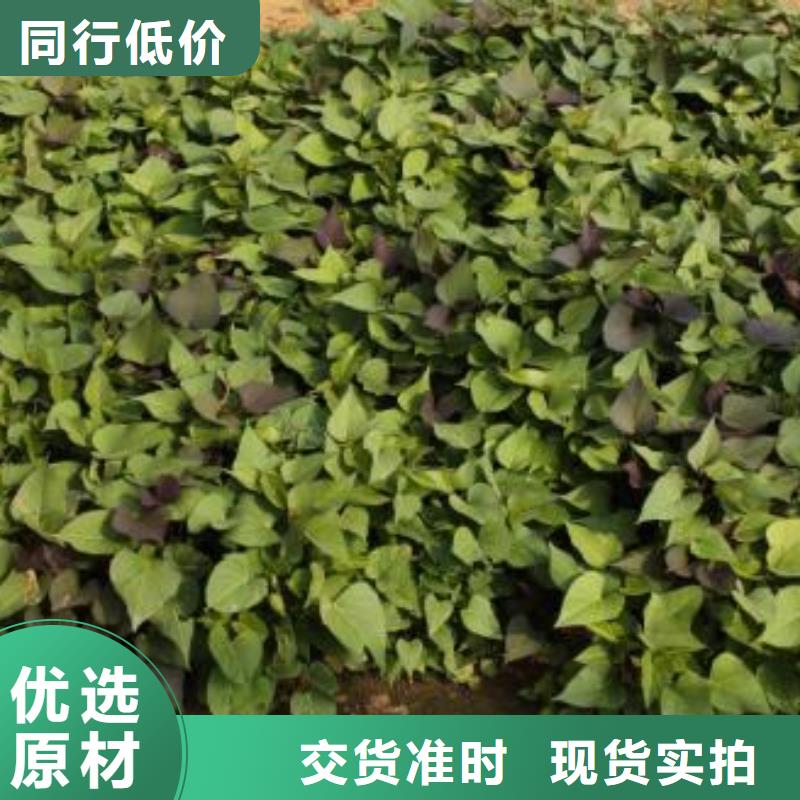 羽衣甘蓝粉视频-羽衣甘蓝粉(乐农)覆盖地域四川省阿坝市黑水|九寨沟|攀枝花|德阳|南充|巴中|成都