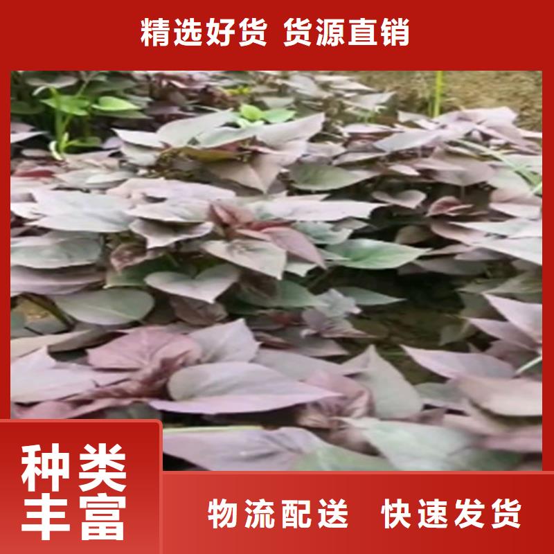 紫薯苗（济黑2号）种植方法