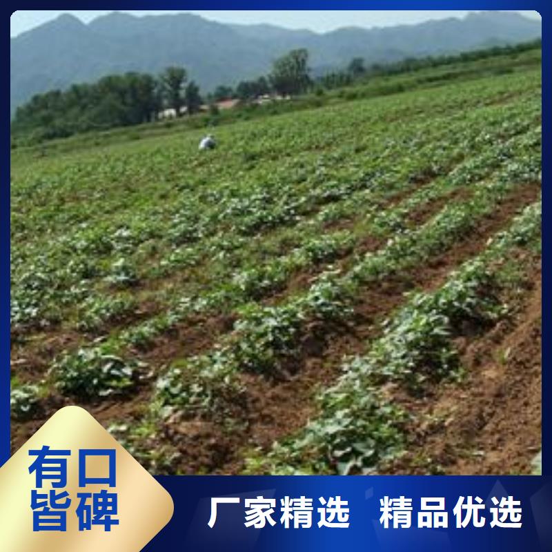 羽衣甘蓝粉视频-羽衣甘蓝粉(乐农)覆盖地域四川省阿坝市黑水|九寨沟|攀枝花|德阳|南充|巴中|成都