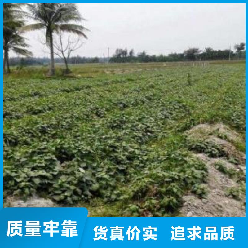 紫薯苗（绫紫）批发
