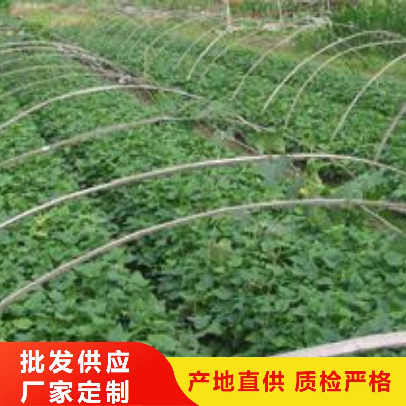 紫薯苗-紫薯粉严格把控每一处细节