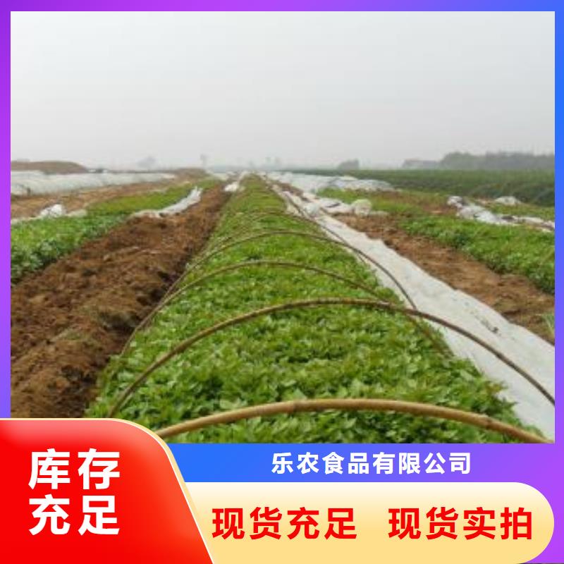 高产脱毒紫薯苗（凌紫品种）往年价格