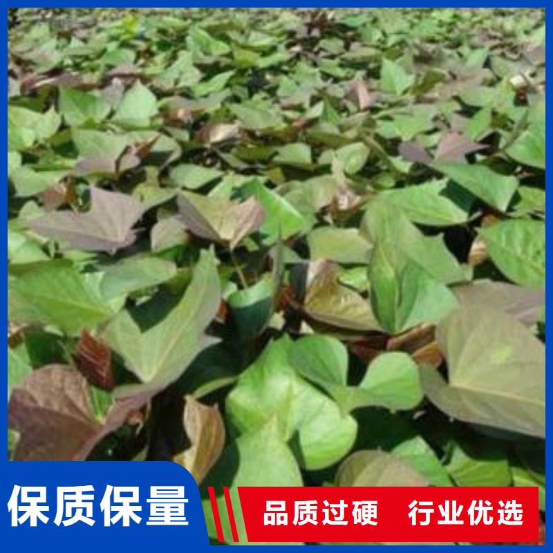 紫薯苗_菠菜粉做工精细