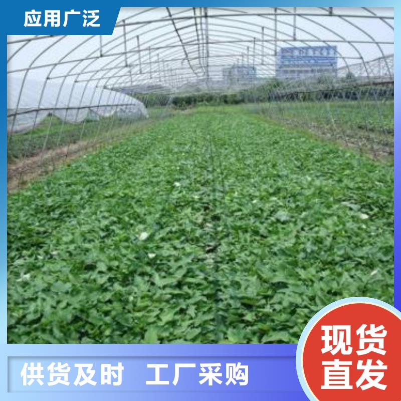 高产脱毒紫薯苗（凌紫品种）往年价格