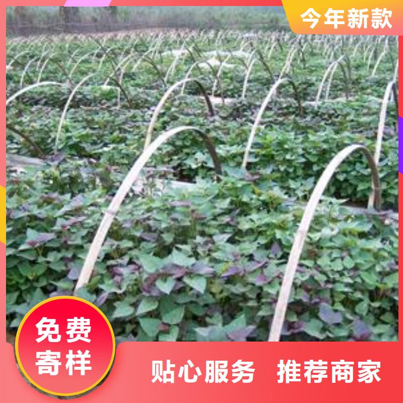高剪红薯苗生长周期
