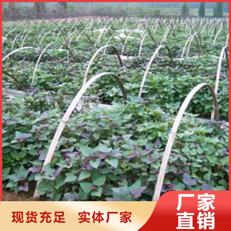 脱毒紫薯苗2025新苗上市