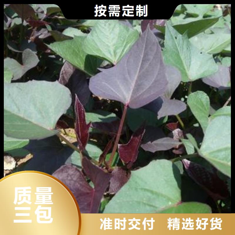 高剪红薯苗生长周期