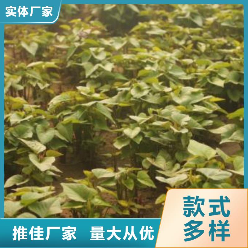 高产脱毒紫薯苗（凌紫品种）管理技术