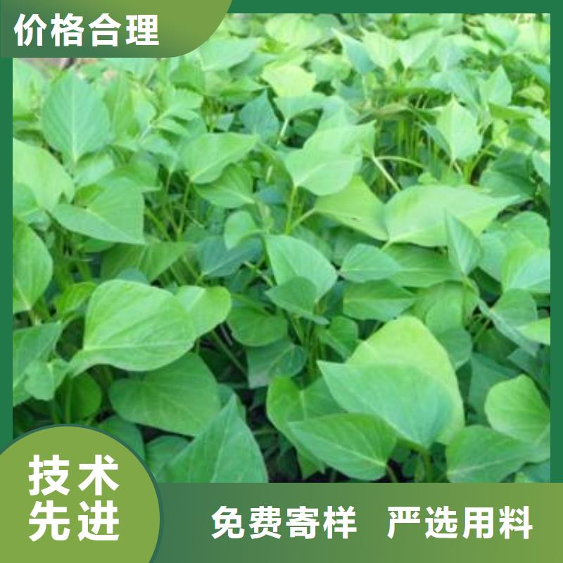 脱毒紫薯苗2025新苗上市
