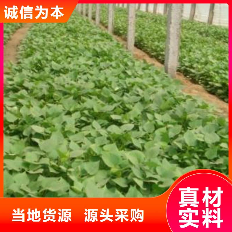 羽衣甘蓝粉视频-羽衣甘蓝粉(乐农)覆盖地域四川省阿坝市黑水|九寨沟|攀枝花|德阳|南充|巴中|成都