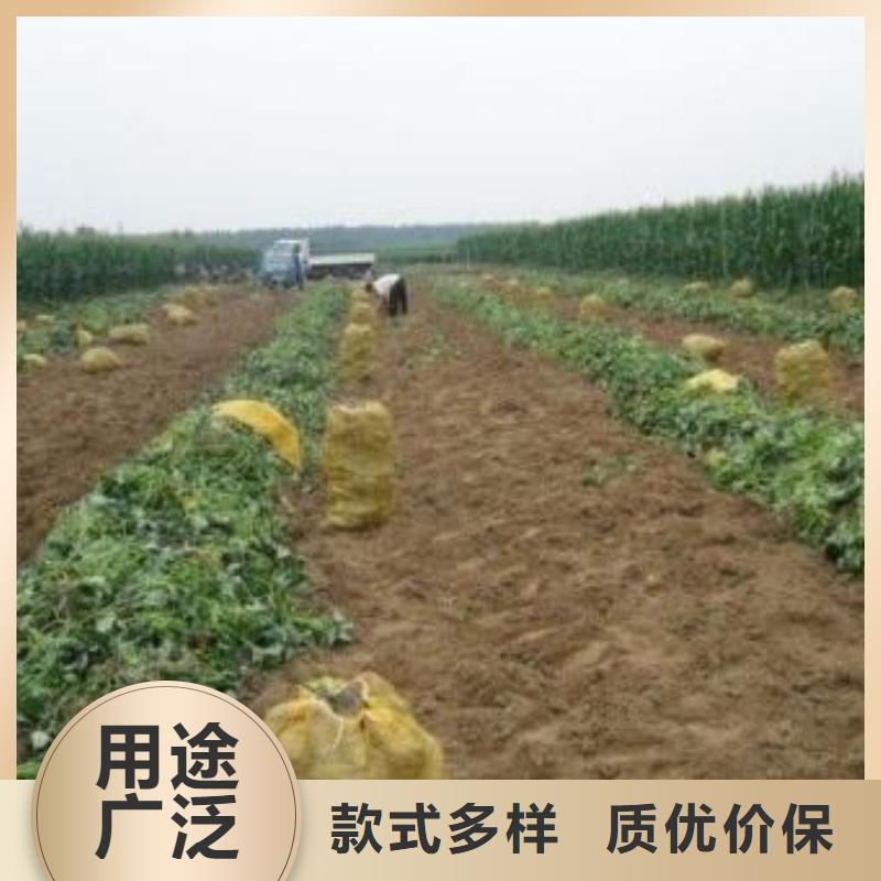 紫薯苗羽衣甘蓝粉品牌大厂家