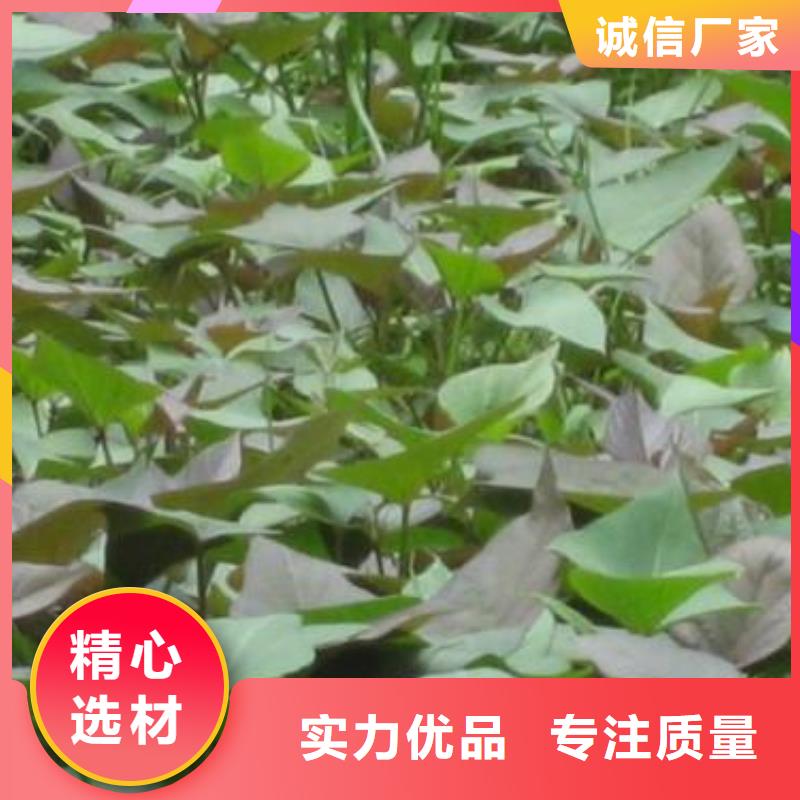 羽衣甘蓝粉视频-羽衣甘蓝粉(乐农)覆盖地域四川省阿坝市黑水|九寨沟|攀枝花|德阳|南充|巴中|成都