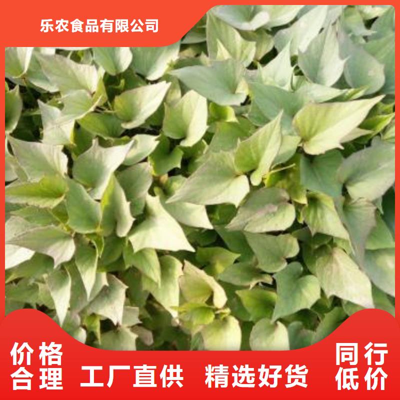 羽衣甘蓝粉视频-羽衣甘蓝粉(乐农)覆盖地域四川省阿坝市黑水|九寨沟|攀枝花|德阳|南充|巴中|成都