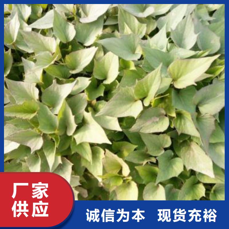 高产脱毒紫薯苗(凌紫品种)往年价格