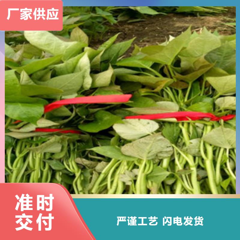 高剪红薯苗生长周期
