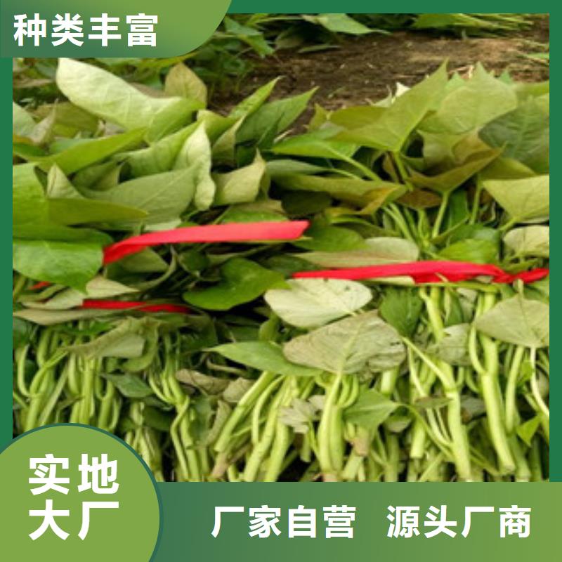 高产脱毒紫薯苗(凌紫品种)管理技术
