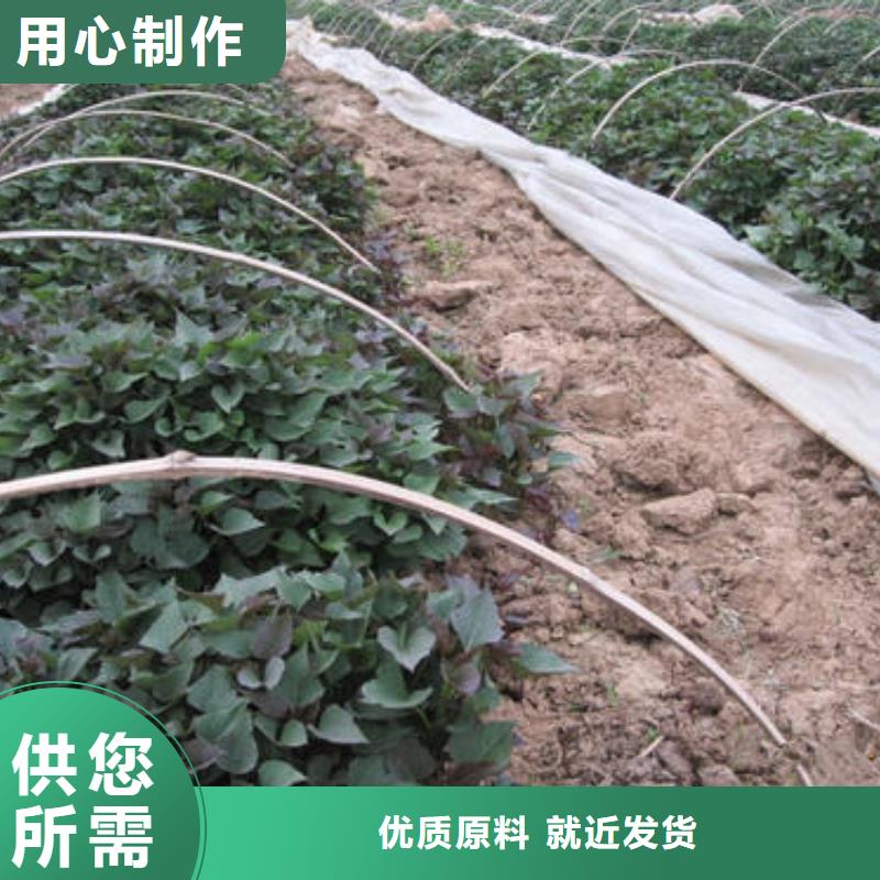 紫薯苗(绫紫)批发