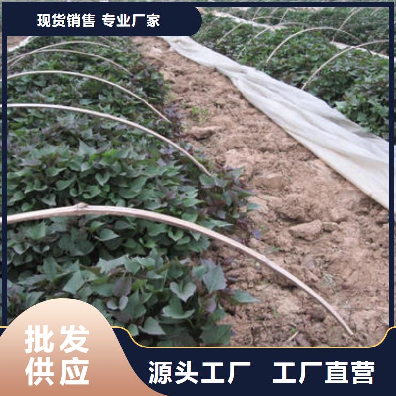 高产脱毒紫薯苗(凌紫品种)往年价格