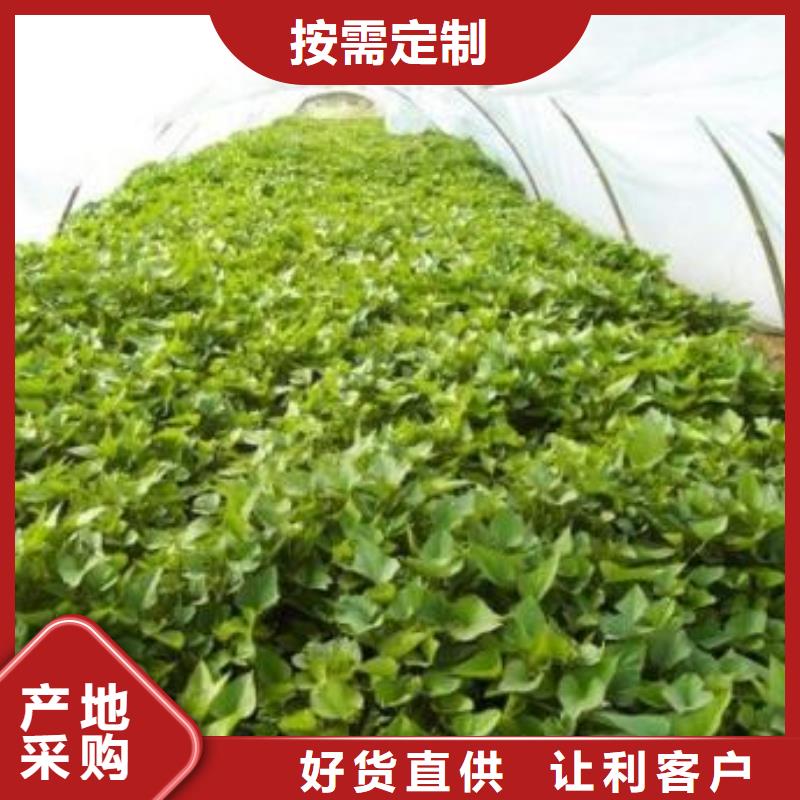 紫薯苗_菠菜粉做工精细