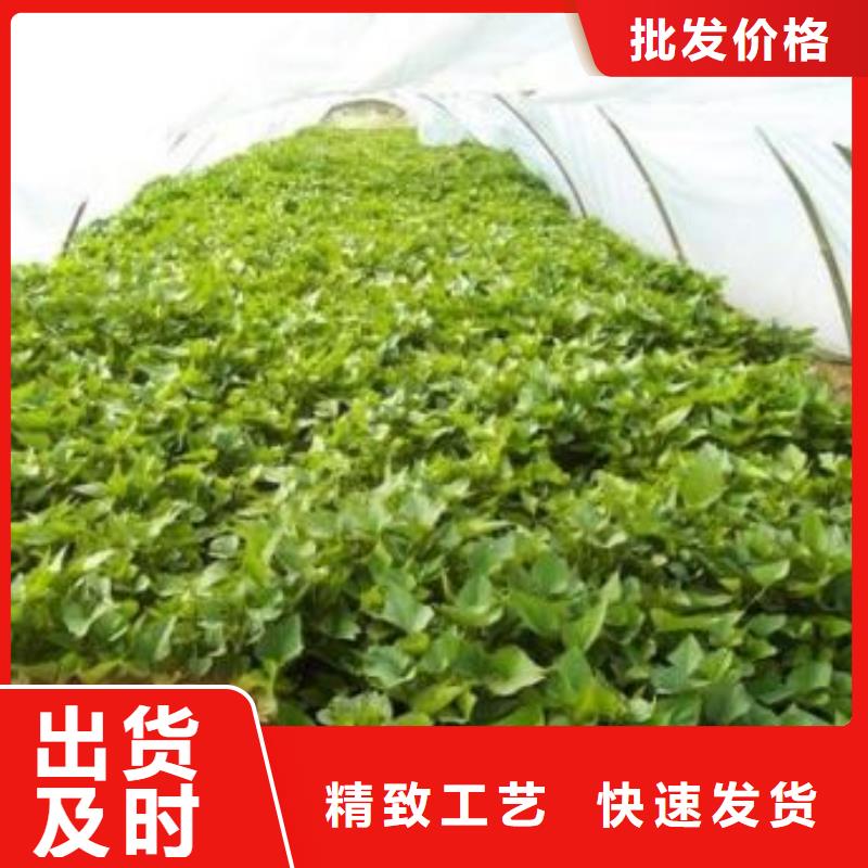 高产脱毒紫薯苗(凌紫品种)管理技术