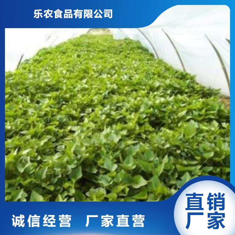 紫薯苗(绫紫)批发