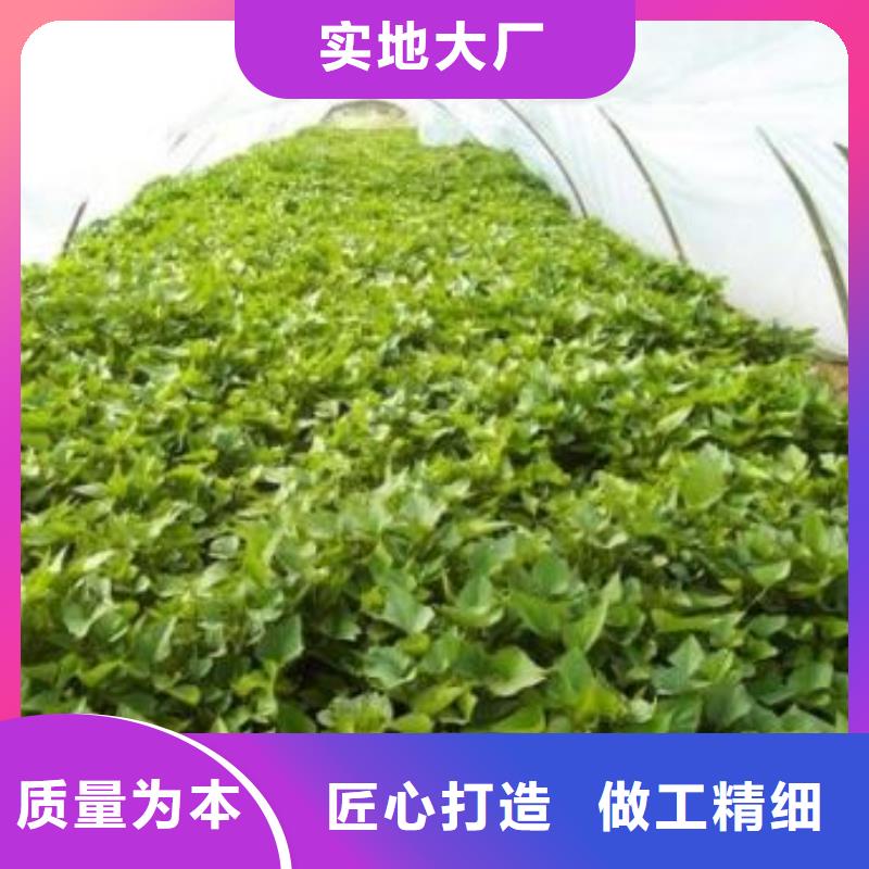 高剪红薯苗生长周期