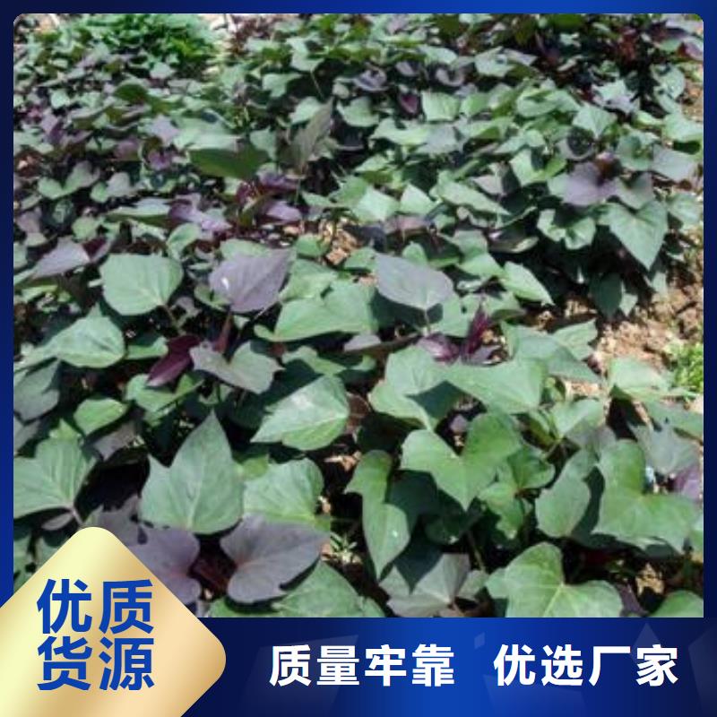 高剪红薯苗生长周期
