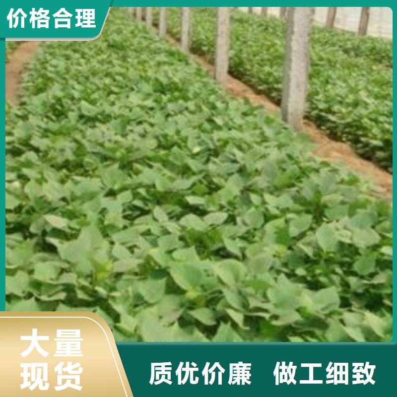 紫薯苗(绫紫)批发