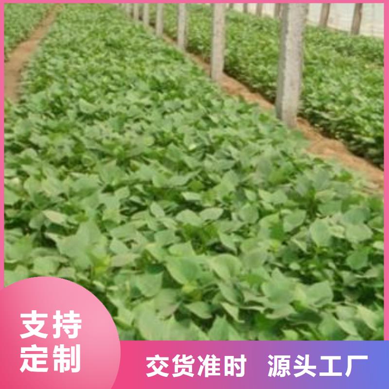 高产脱毒紫薯苗(凌紫品种)管理技术