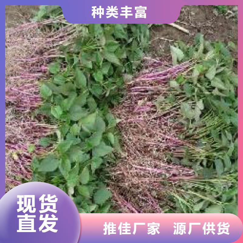紫薯苗_菠菜粉做工精细