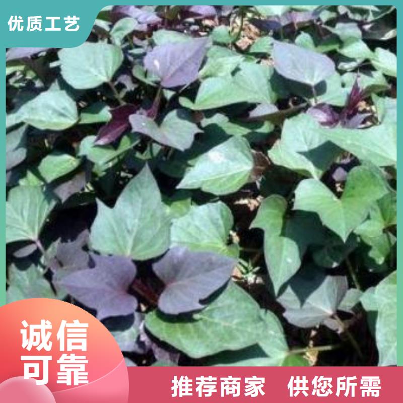 紫薯苗_菠菜粉做工精细