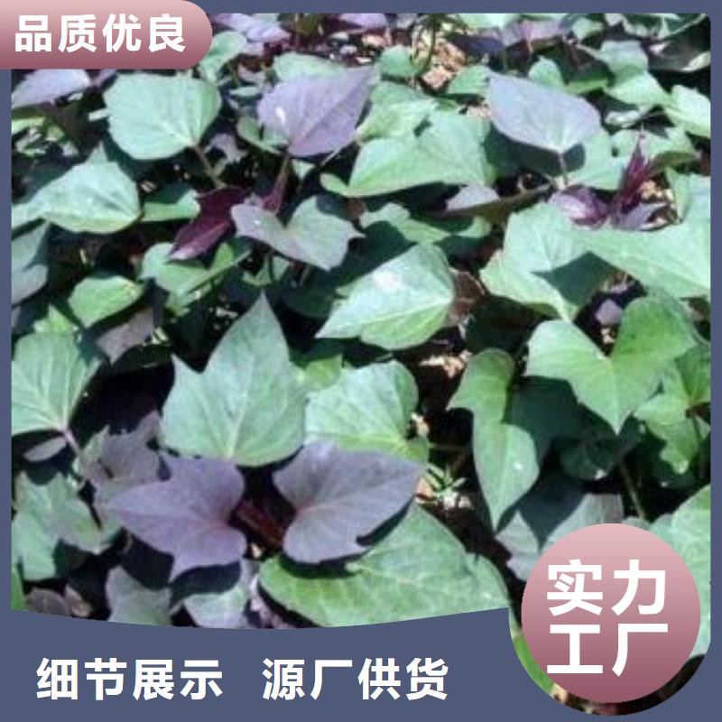紫薯苗(绫紫)批发