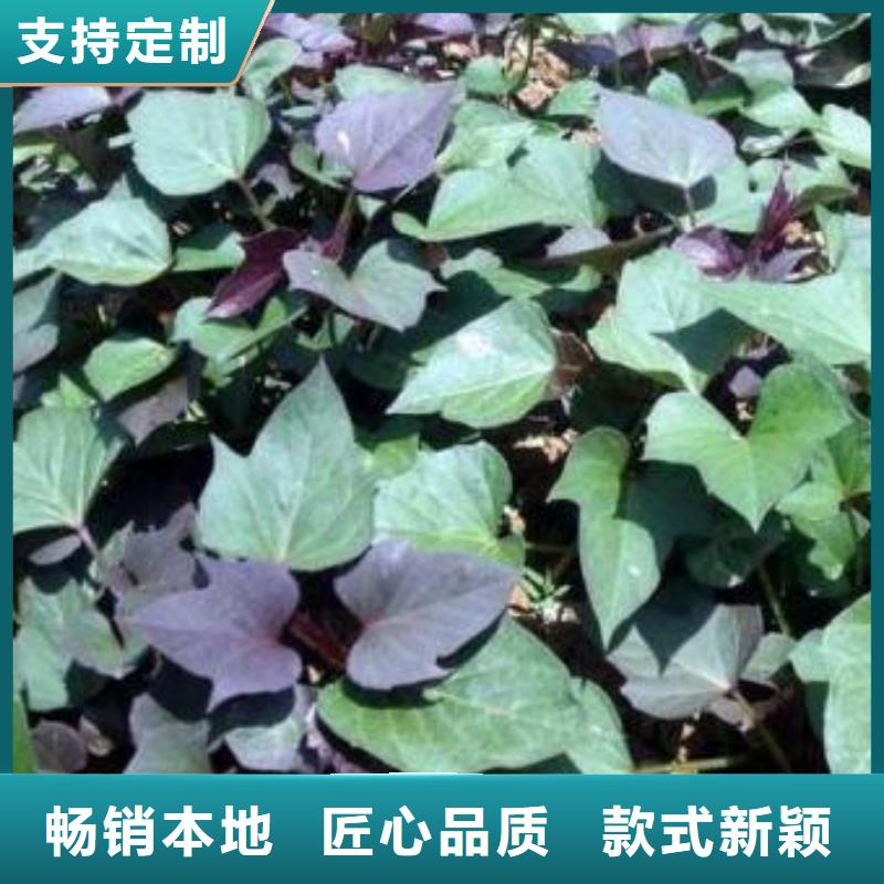 羽衣甘蓝粉视频-羽衣甘蓝粉(乐农)覆盖地域四川省阿坝市黑水|九寨沟|攀枝花|德阳|南充|巴中|成都