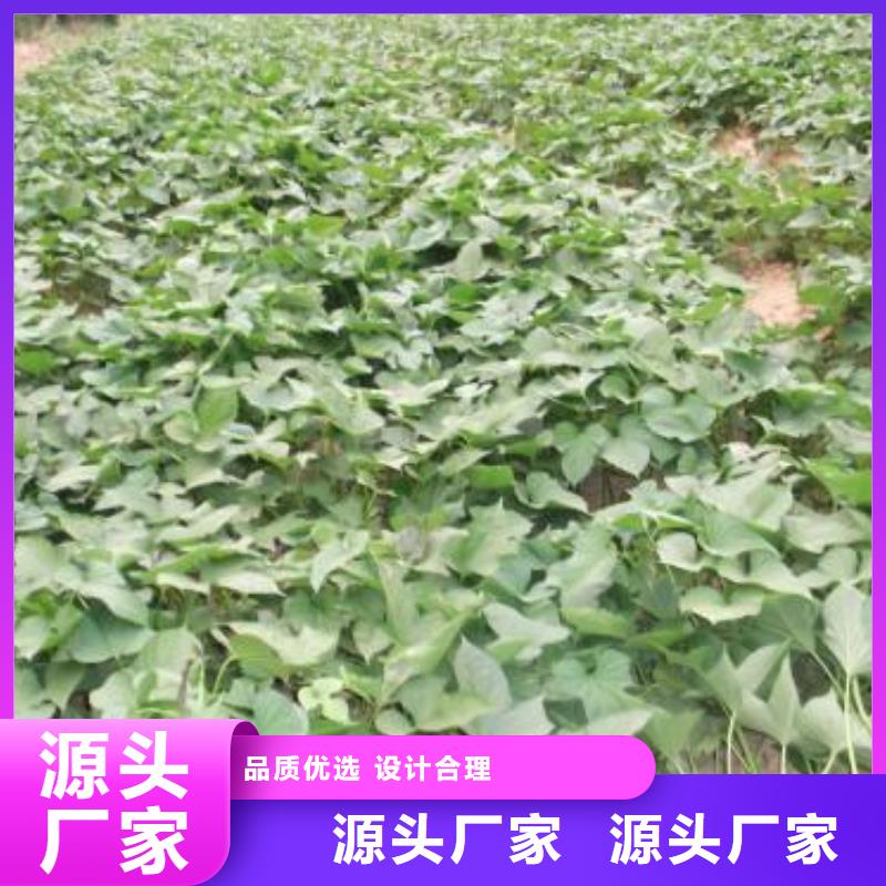 高产脱毒紫薯苗(凌紫品种)管理技术