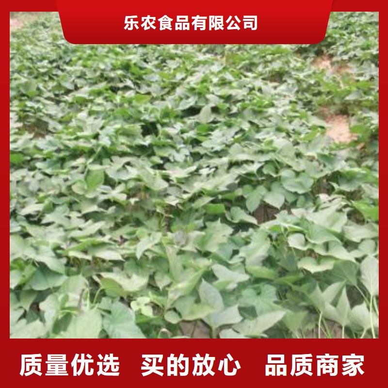 紫薯苗_菠菜粉做工精细