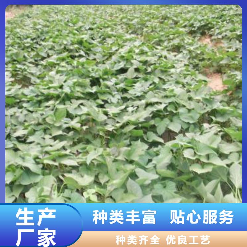 高剪红薯苗生长周期