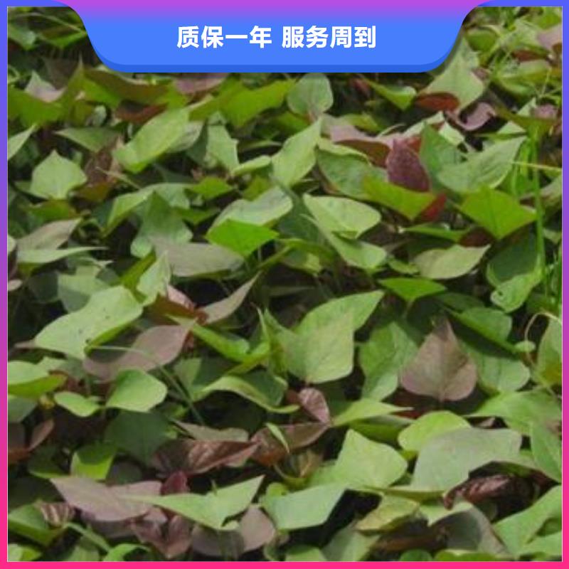 高剪红薯苗生长周期