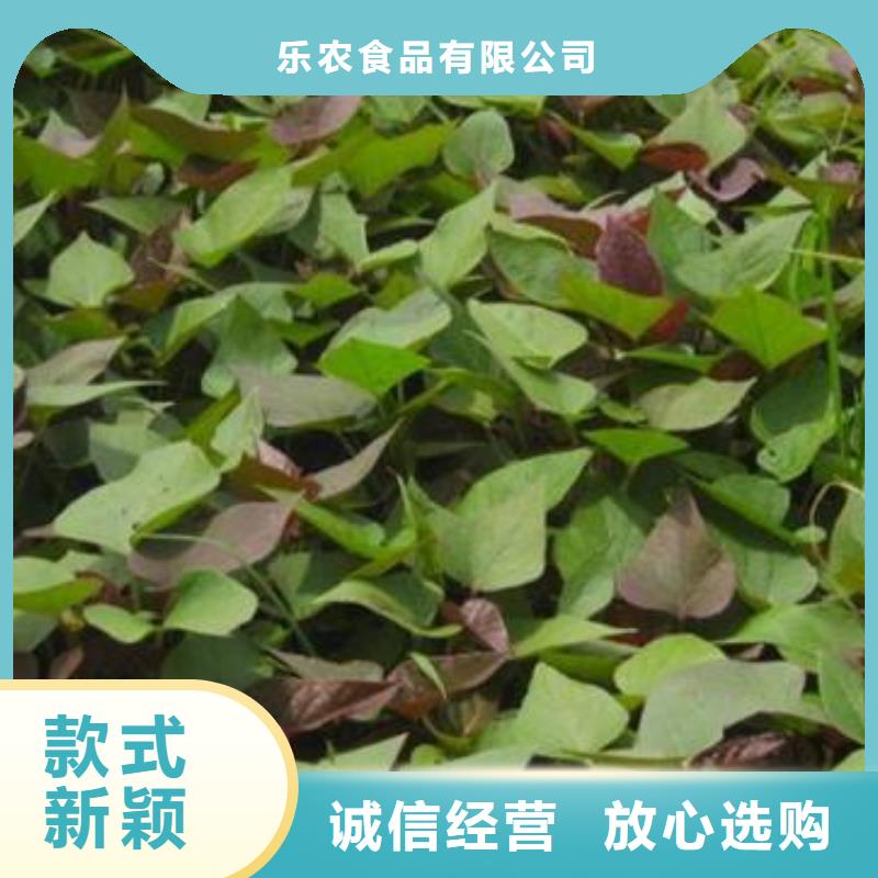 高产脱毒紫薯苗(凌紫品种)管理技术