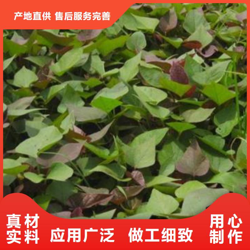 高产脱毒紫薯苗（凌紫品种）管理技术