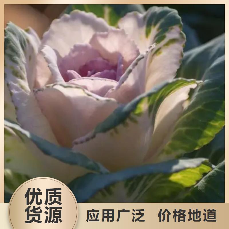 规格齐全的甘蓝粉厂家