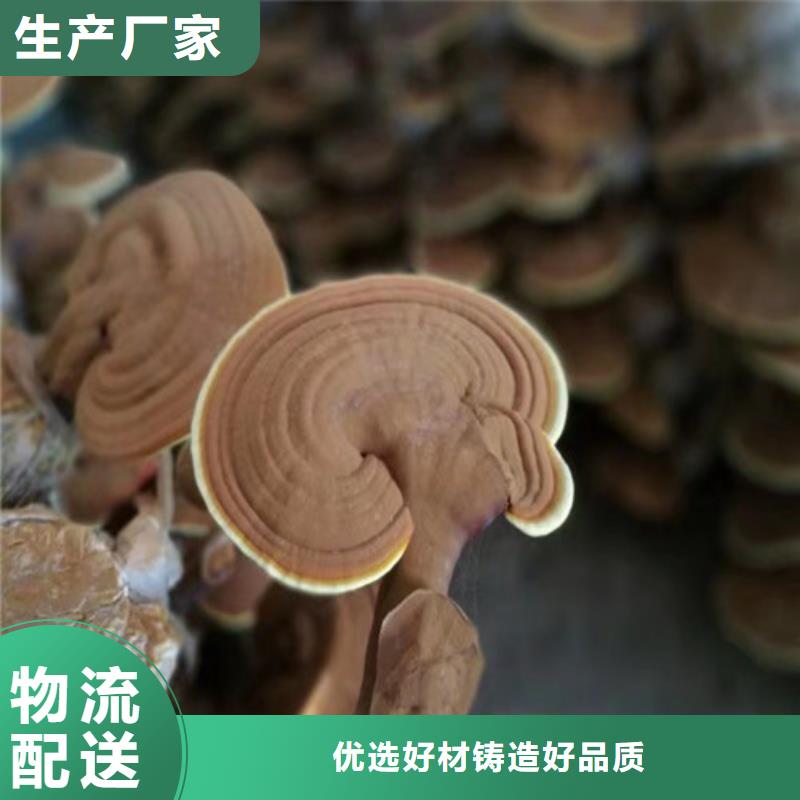 灵芝粉图片