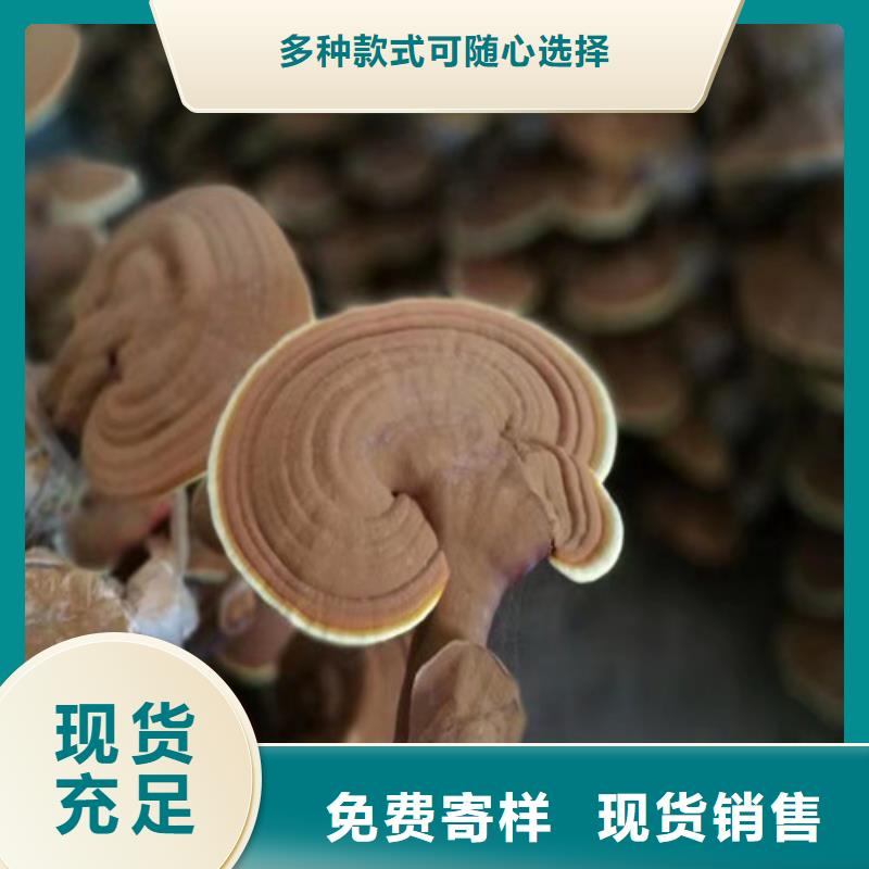 灵芝超细粉正规厂家生产