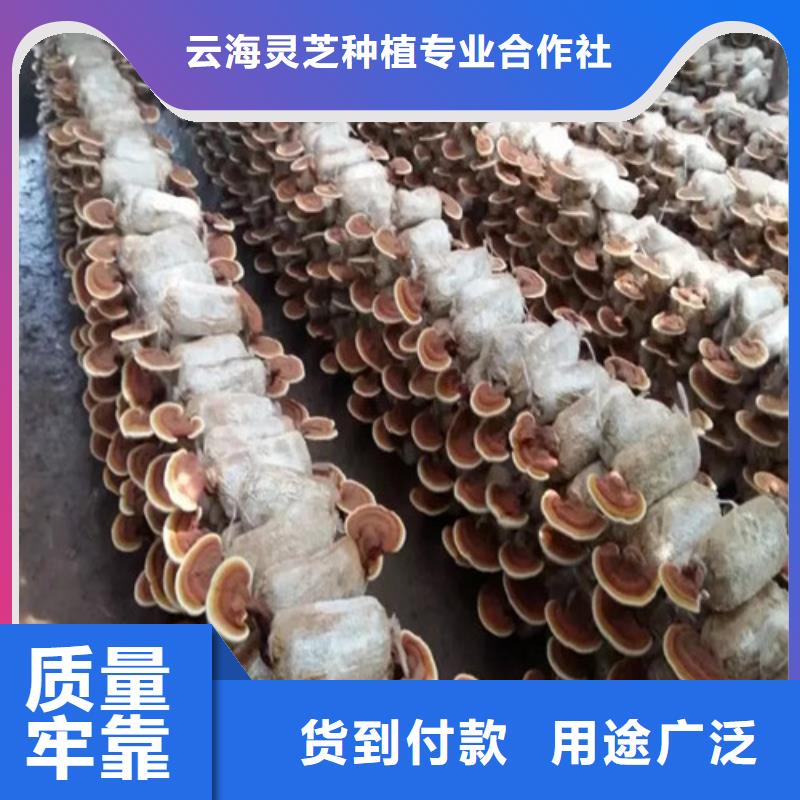 2025厂家直销##
灵芝超细粉##价格合理