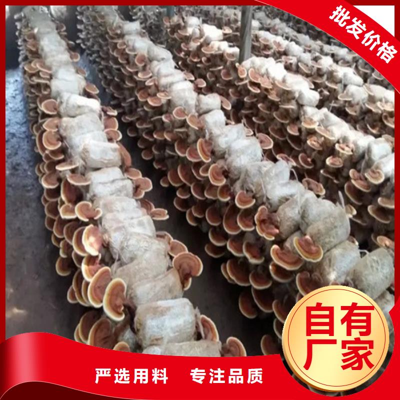 泡茶灵芝采购认准大厂