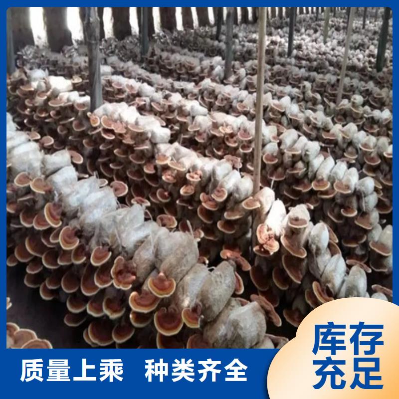 云海灵芝种植专业合作社灵芝超微粉
值得信赖