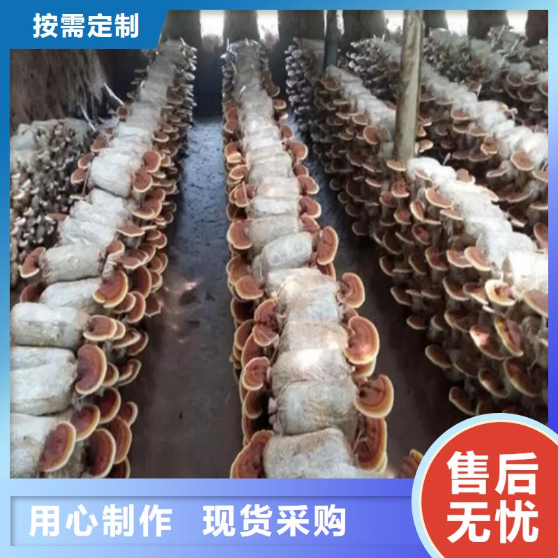灵芝超细粉正规厂家生产