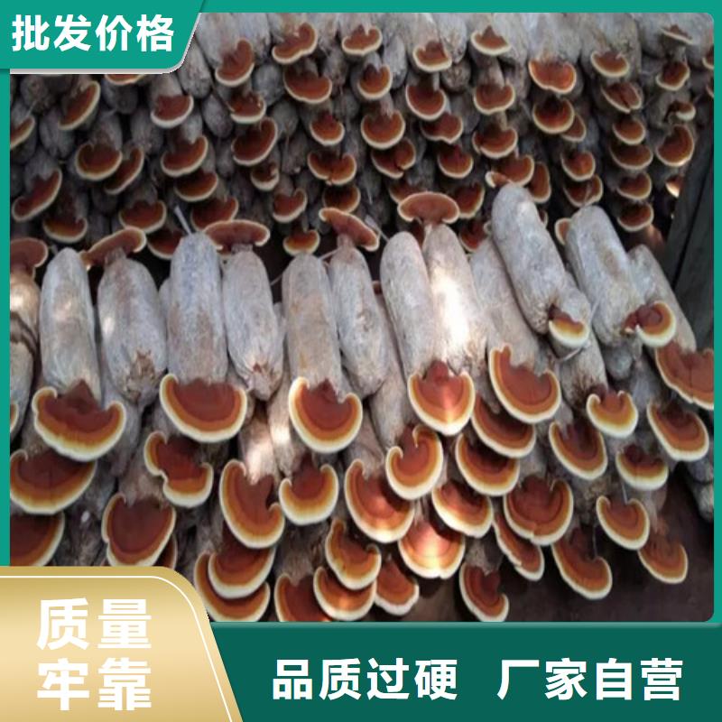 
灵芝粉多种规格
