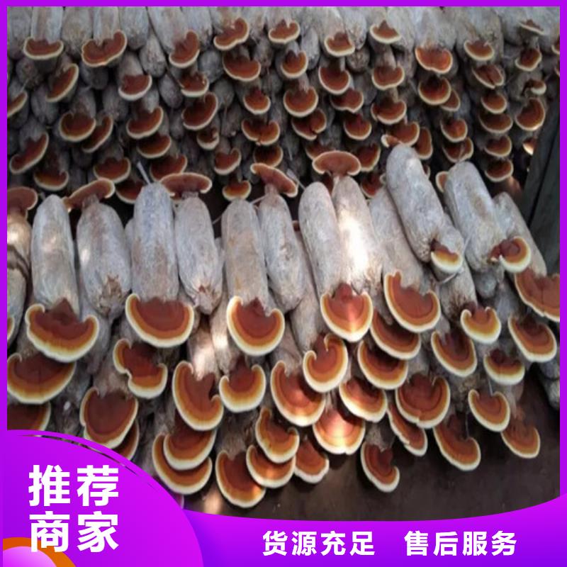 云海灵芝种植专业合作社灵芝超微粉
值得信赖